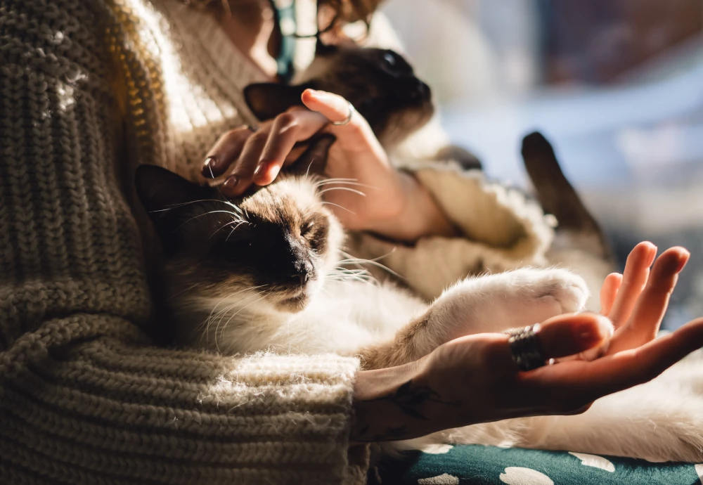 wireless pet camera system